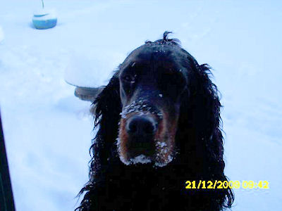 maggie