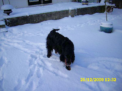maggie
