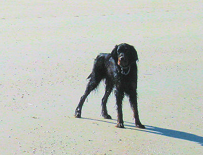allemaal zand